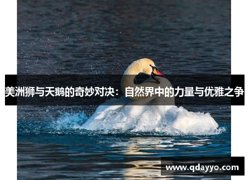 美洲狮与天鹅的奇妙对决：自然界中的力量与优雅之争